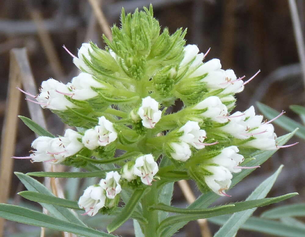 Plancia ëd Echium brevirame Sprague & Hutchinson