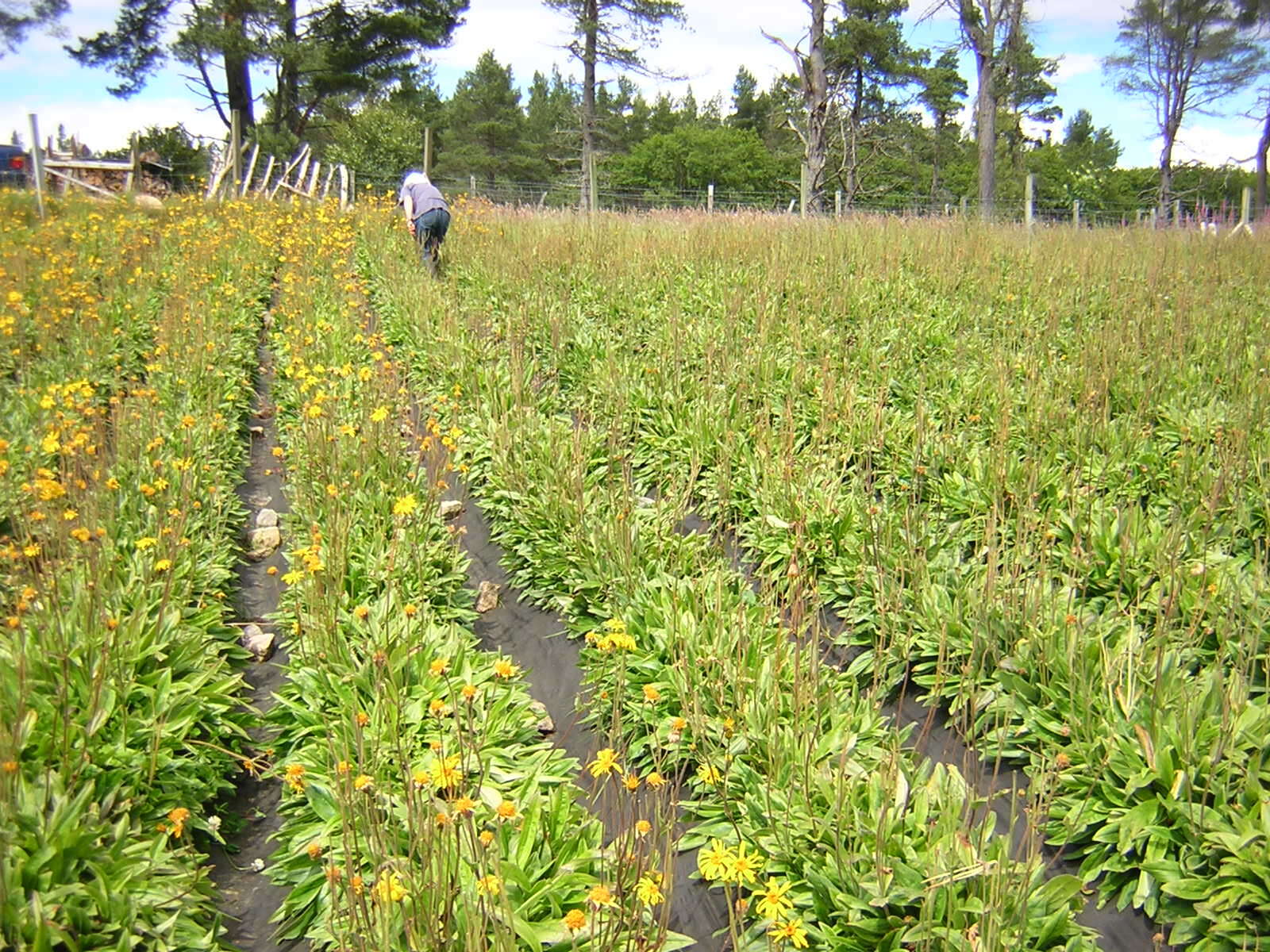 Image of mountain arnica