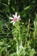 Image de Tragopogon marginifolius Pawl.