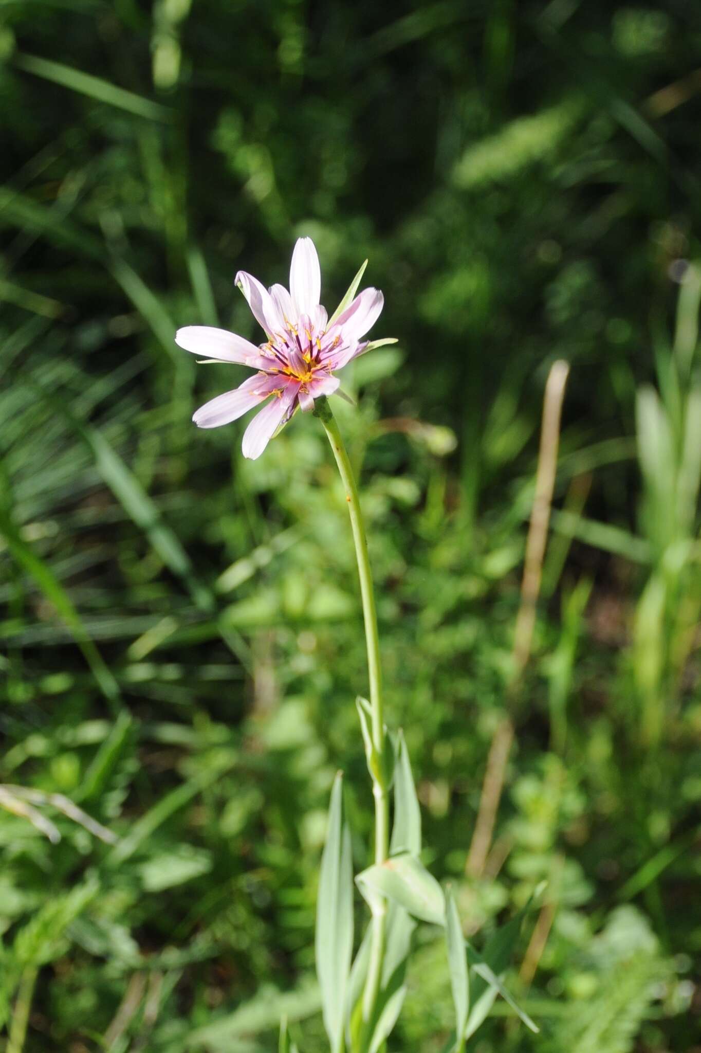 Image of Tragopogon marginifolius Pawl.