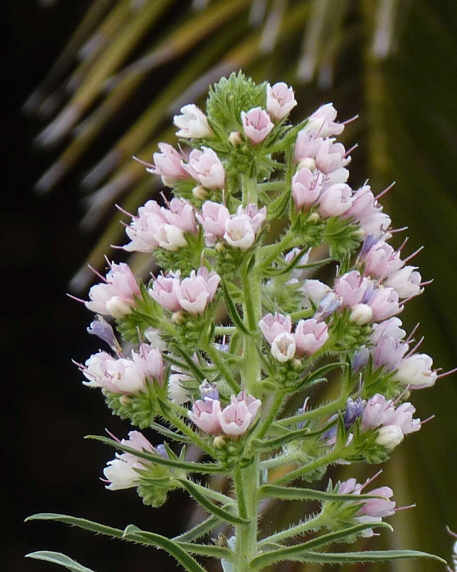 Image of Echium webbii Coincy