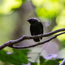 Image of White-crowned Manakin