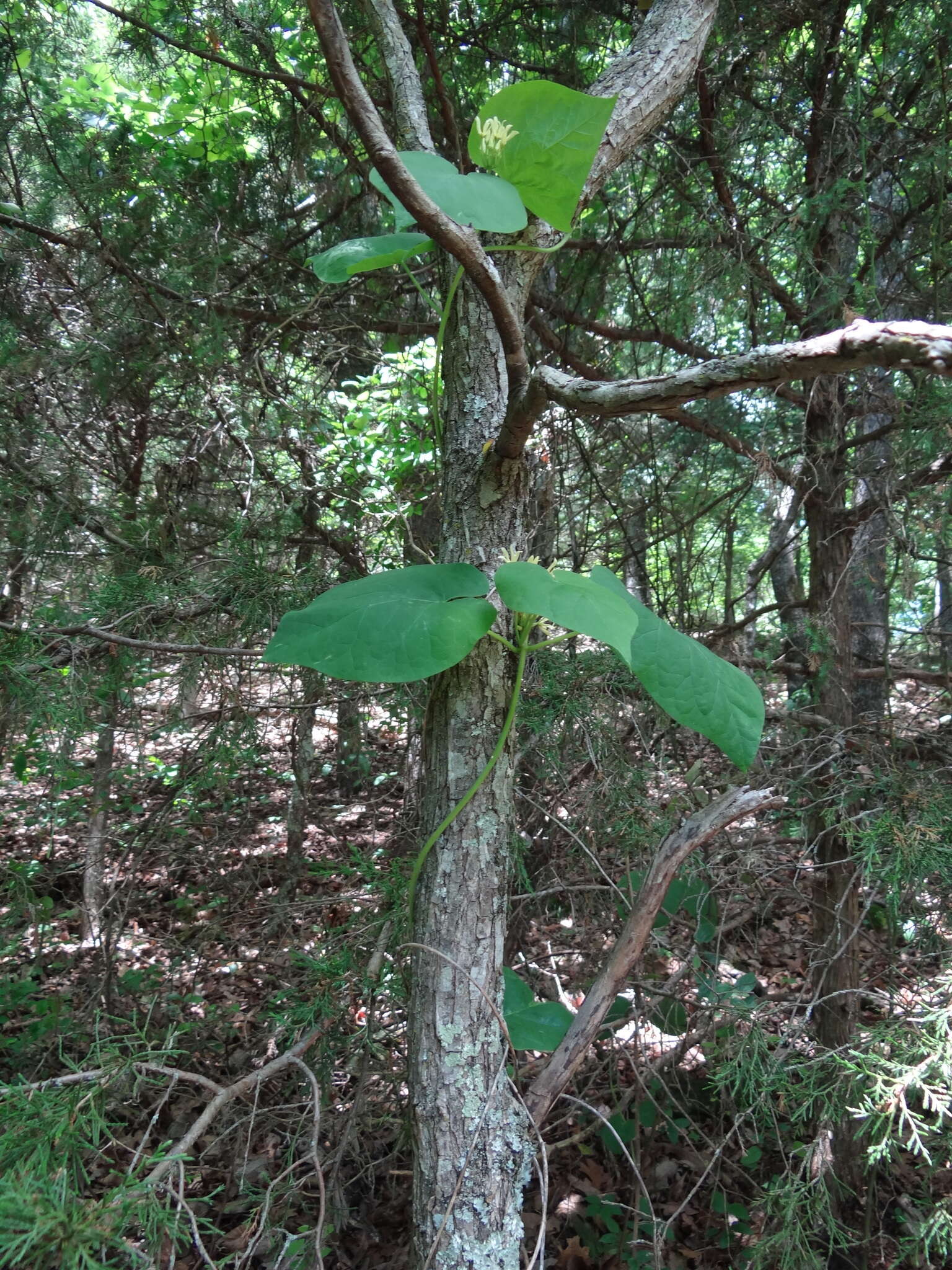 Image de Matelea baldwyniana (Sweet) R. E. Woodson