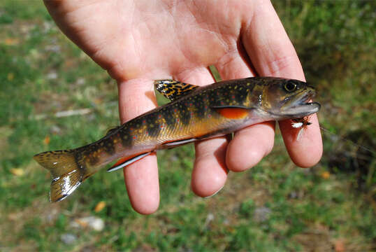 Image of brook trout