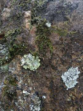 Image of leproloma lichen