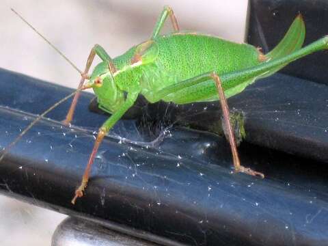 Image of speckled bush-cricket