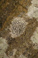 Image of dot lichen