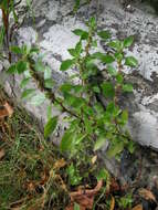 Image of pellitory-of-the-wall