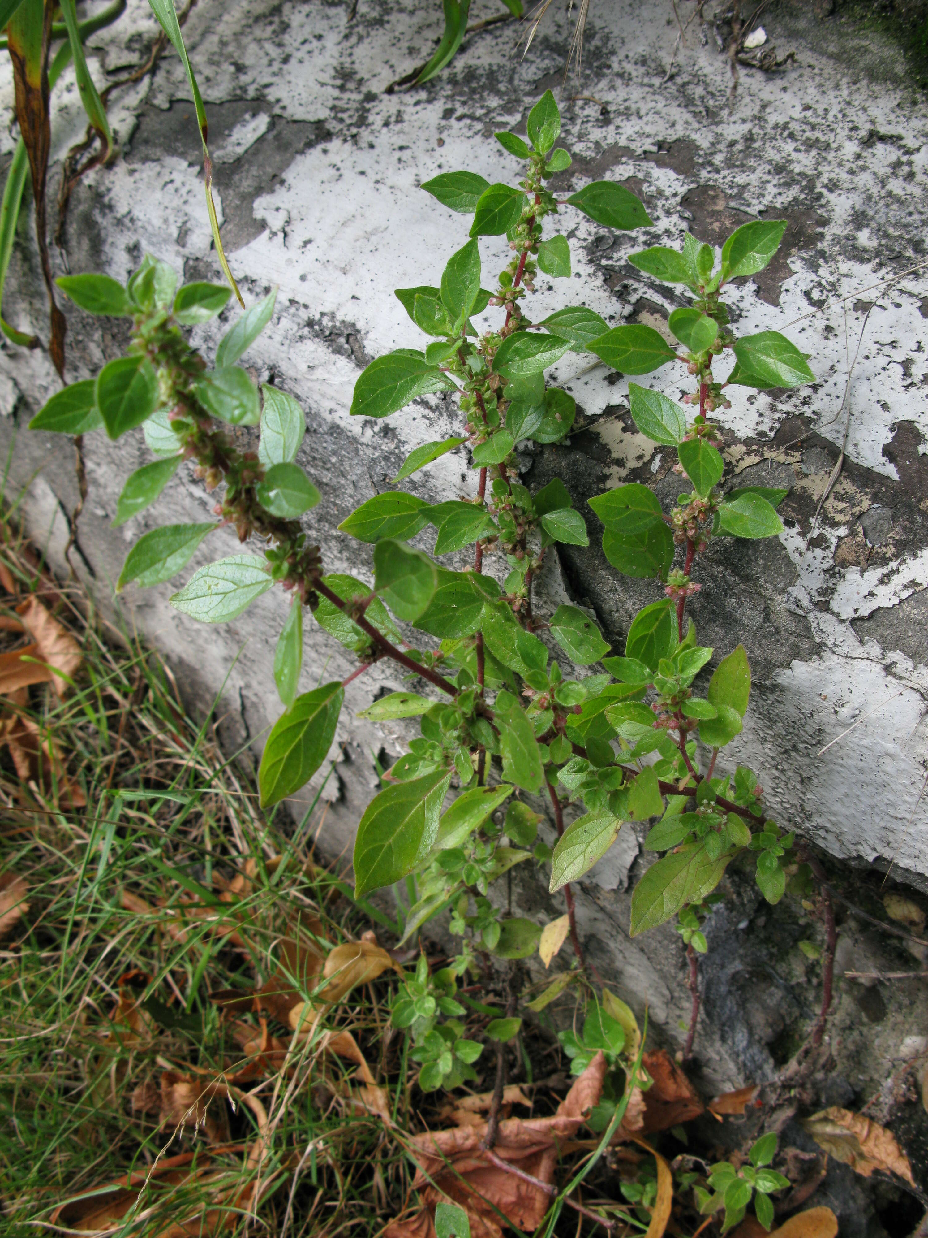 Imagem de Parietaria judaica L.