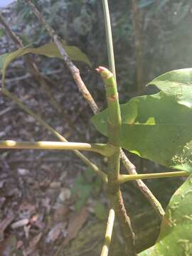 Image of Polyscias australiana (F. Muell.) Philipson