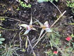 Image of Robust spider orchid