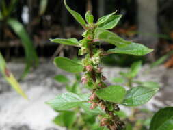 Image of pellitory-of-the-wall