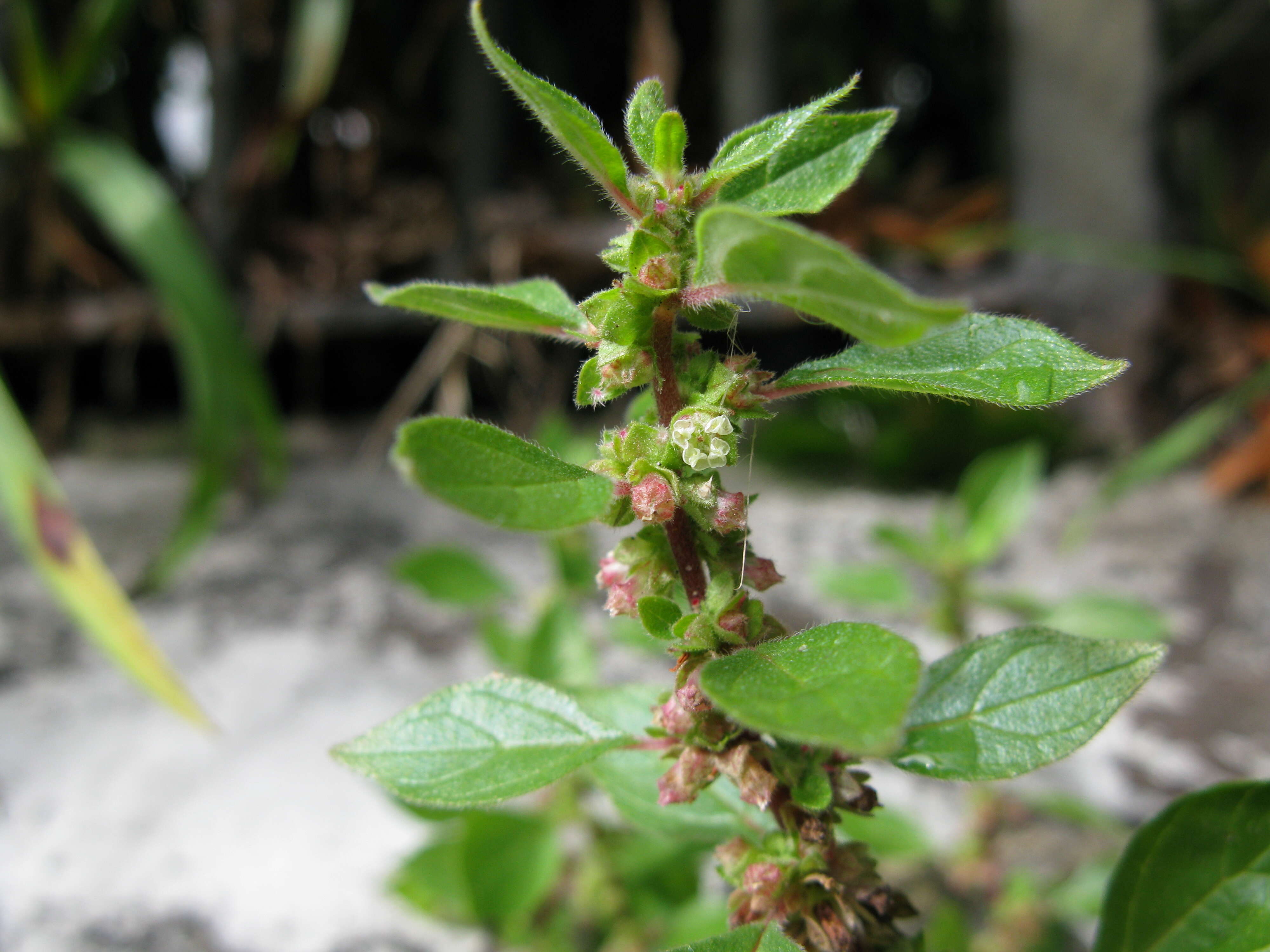 Image of pellitory-of-the-wall