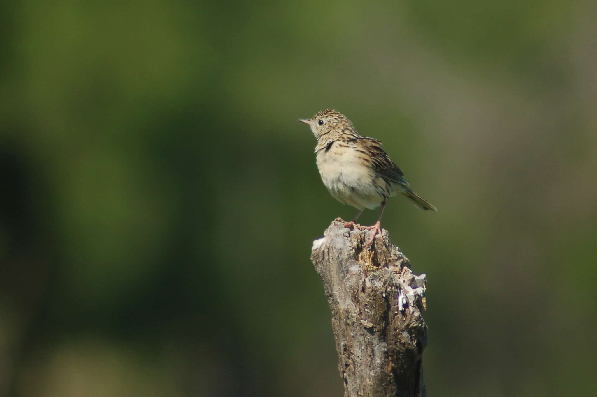 Image of Hellmayr's Pipit