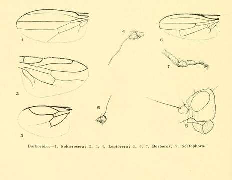 Image of lesser dung flies