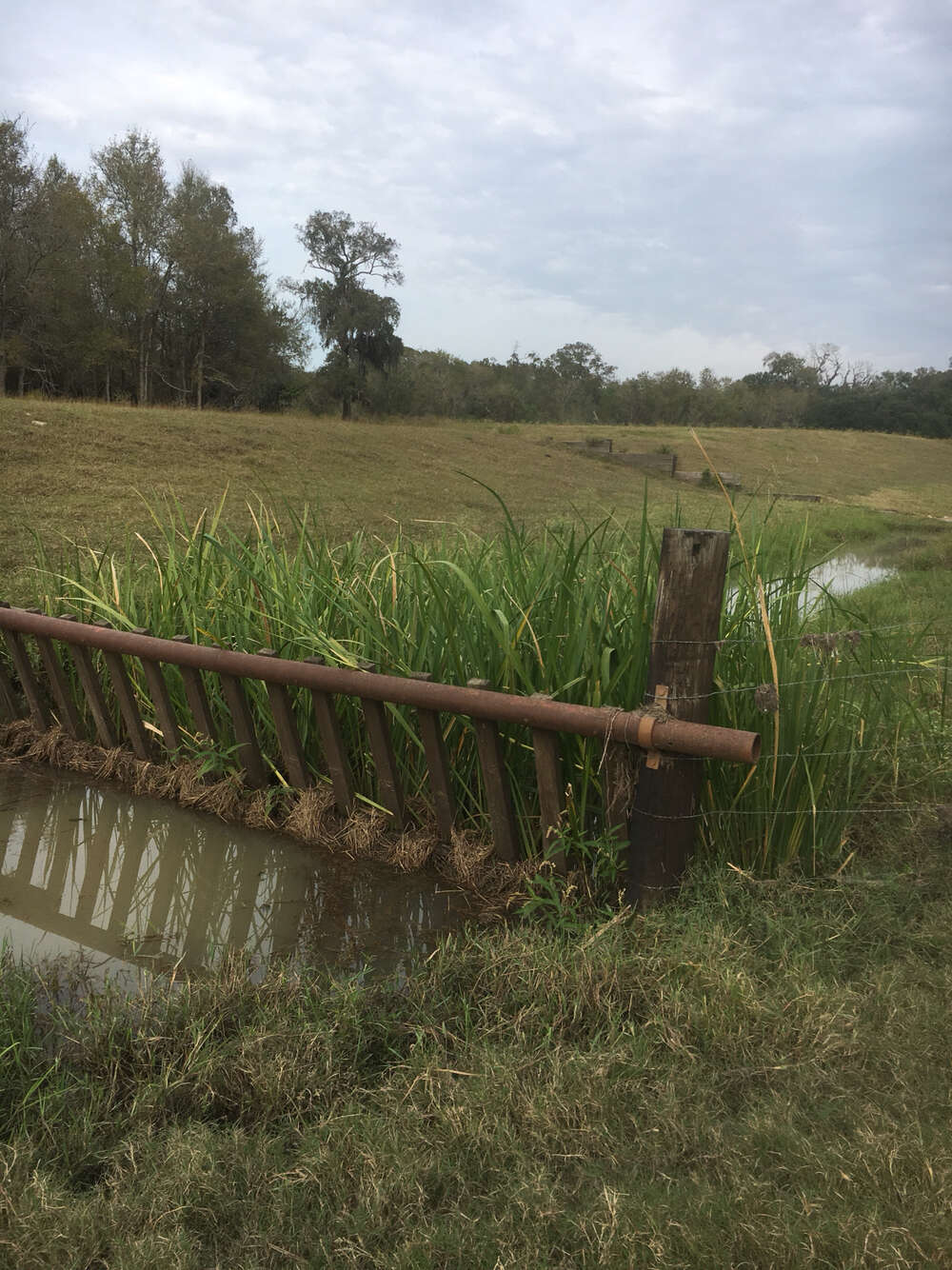 Image of giant cutgrass