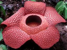 Image de Rafflesia arnoldii R. Br.