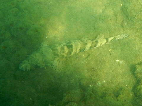 Image of Fringe-eyed flathead