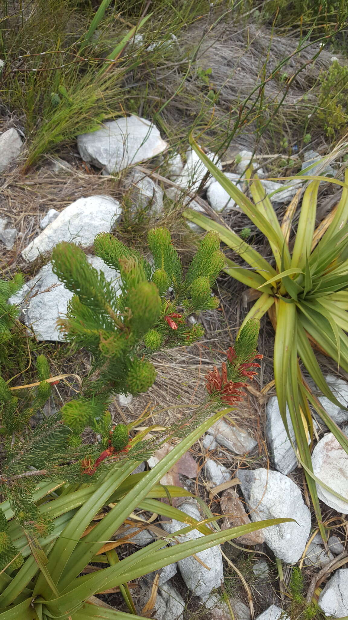 Image of Tetraria thermalis (L.) C. B. Clarke