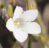 Image of Orianthera spermacocea (F. Muell.) C. S. P. Foster & B. J. Conn