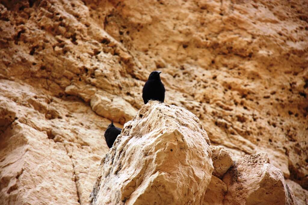 Image of Arabian Chestnut-winged Starling