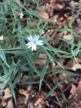 Image of tuber starwort