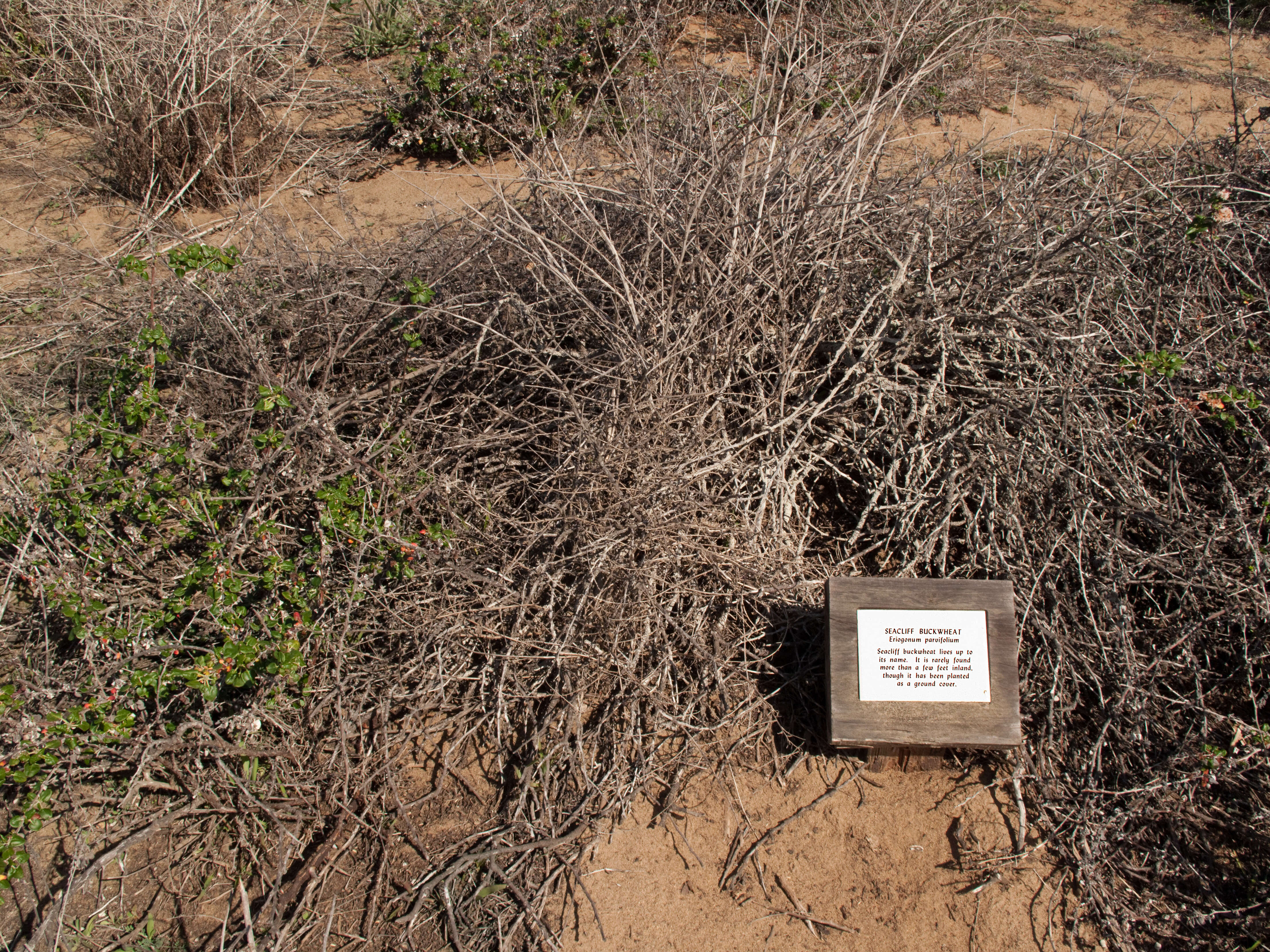 Image of seacliff buckwheat