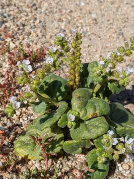 Image of blacktack phacelia