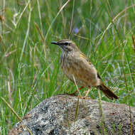 Image of African Rock Pipit