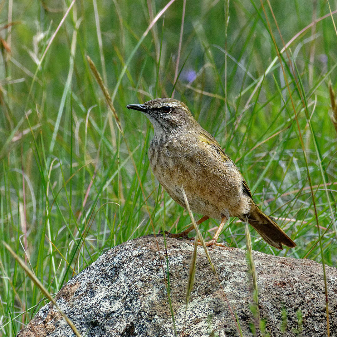 Image of African Rock Pipit