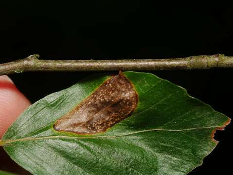 Image of Beech Midge