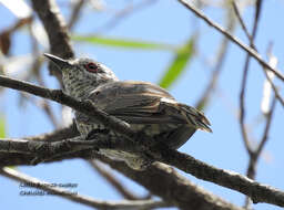 Image of Little Bronze Cuckoo