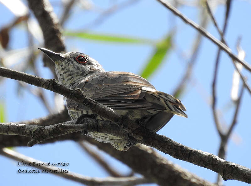 Image of Little Bronze Cuckoo