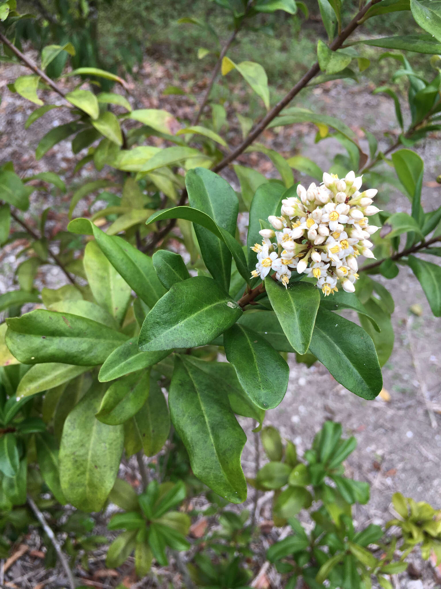 Слика од Ardisia escallonioides Schiede & Deppe ex Schltdl. & Cham.