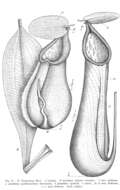 Image of Nepenthes beccariana