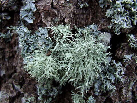 Image of ring lichen