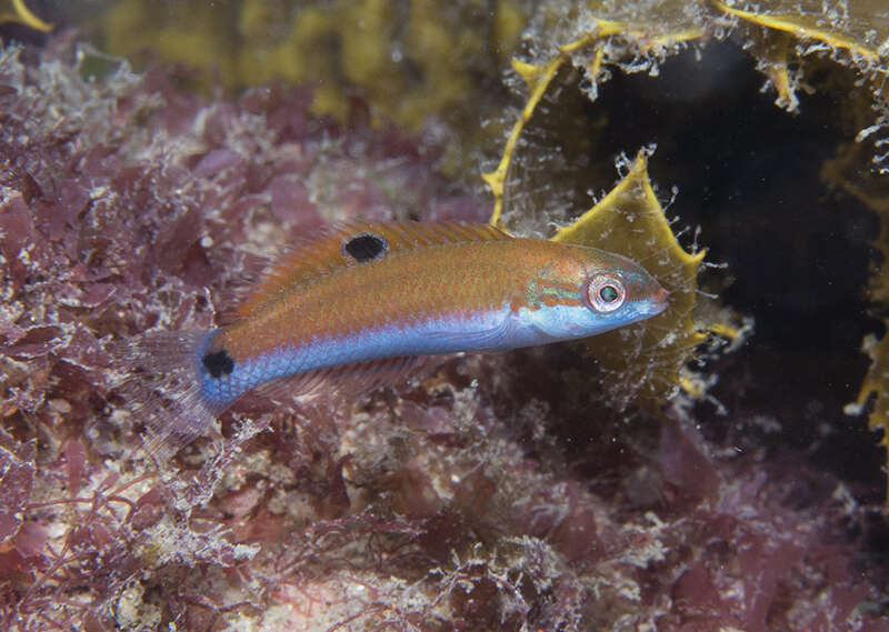 Image of Blue wrasse