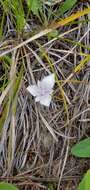 Image of Selway mariposa lily