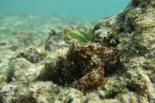 Image of Brazil reef octopus