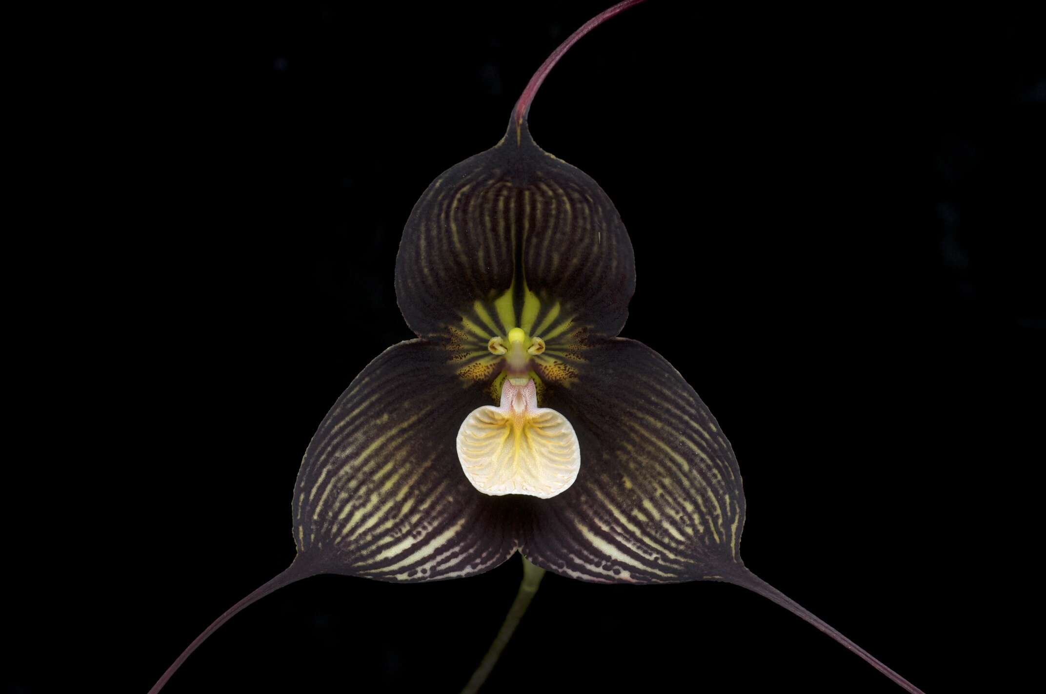 Image of Orchid