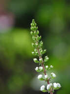 Image of Orthosiphon aristatus var. aristatus