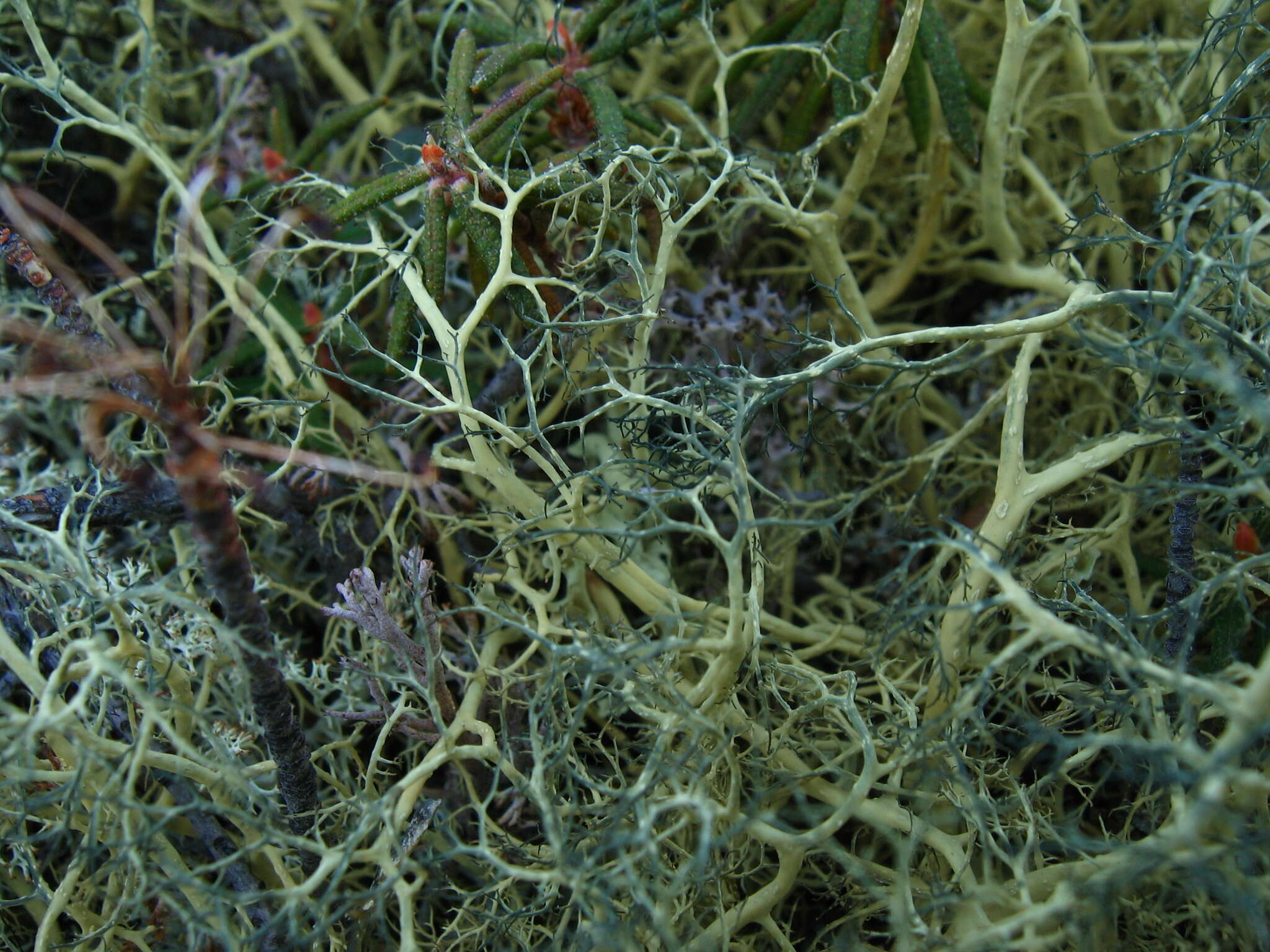 Image of witch's hair lichen