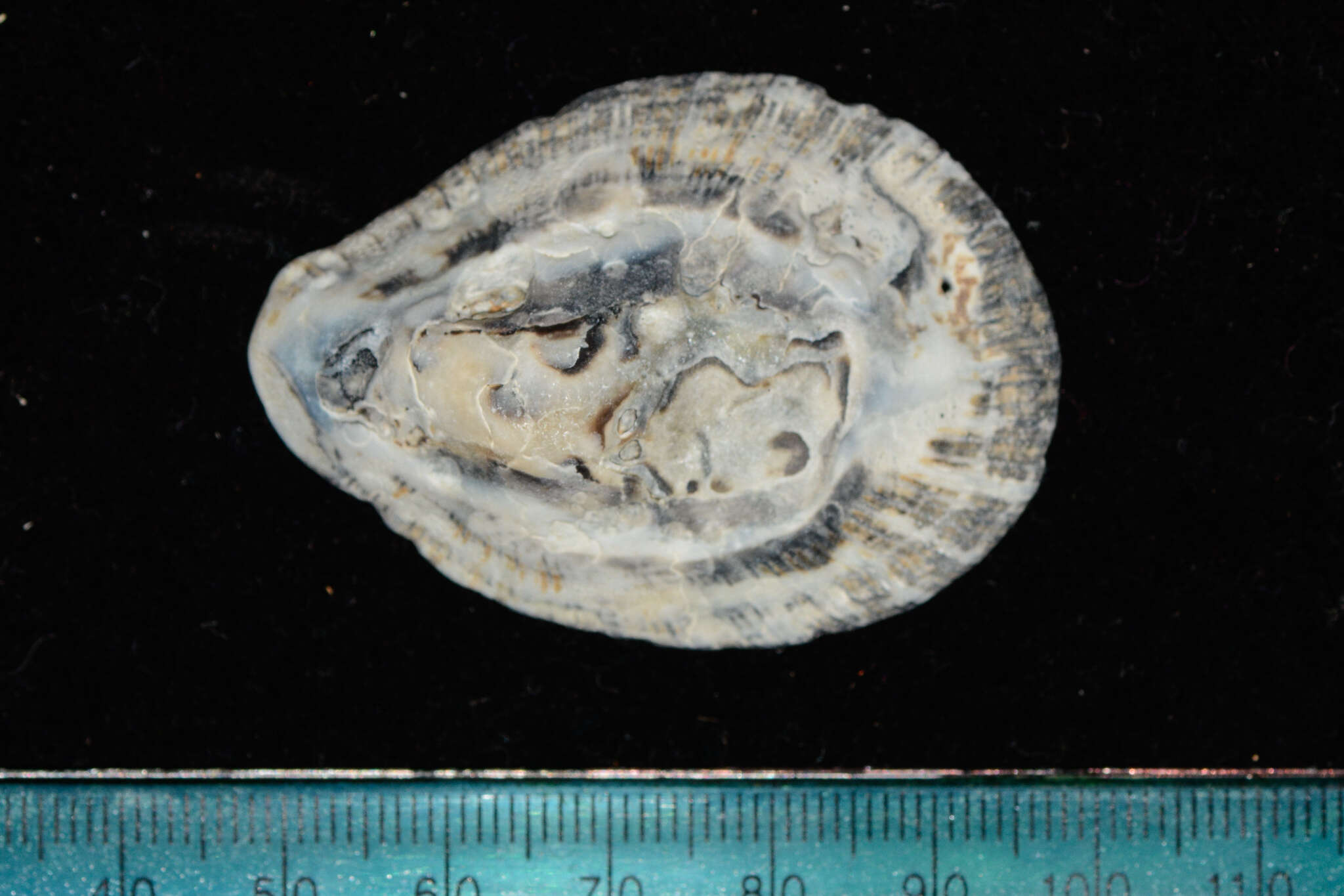 Image of Scutellastra cochlear (Born 1778)