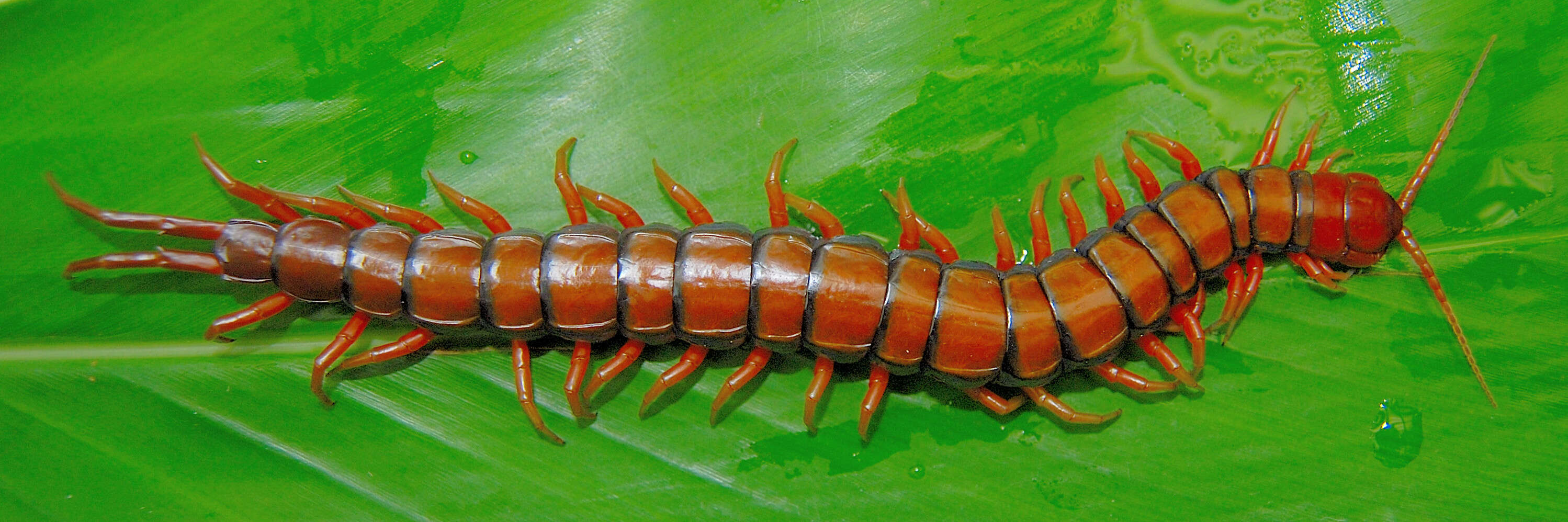 Image of Scolopendra subspinipes mutilans