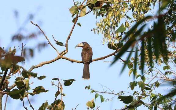 صورة Anorrhinus tickelli (Blyth 1855)