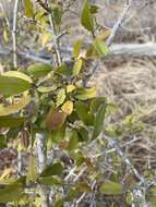 Imagem de Hugonia orientalis Engl.