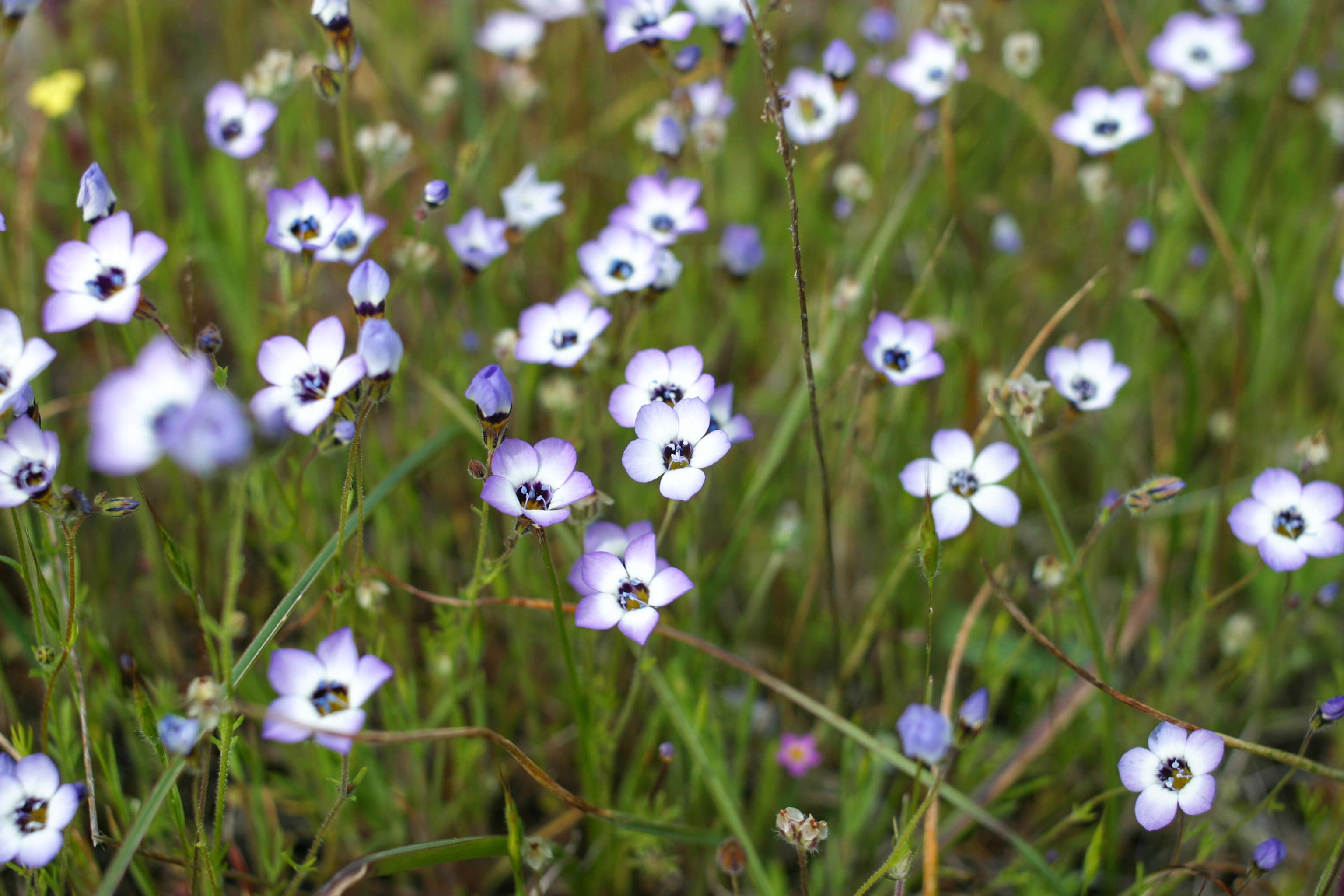 Image of bird's-eye gilia