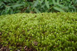 Image of palamocladium moss