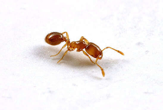 Image of Thief Ant