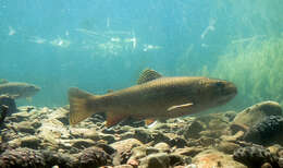 Image of brook trout